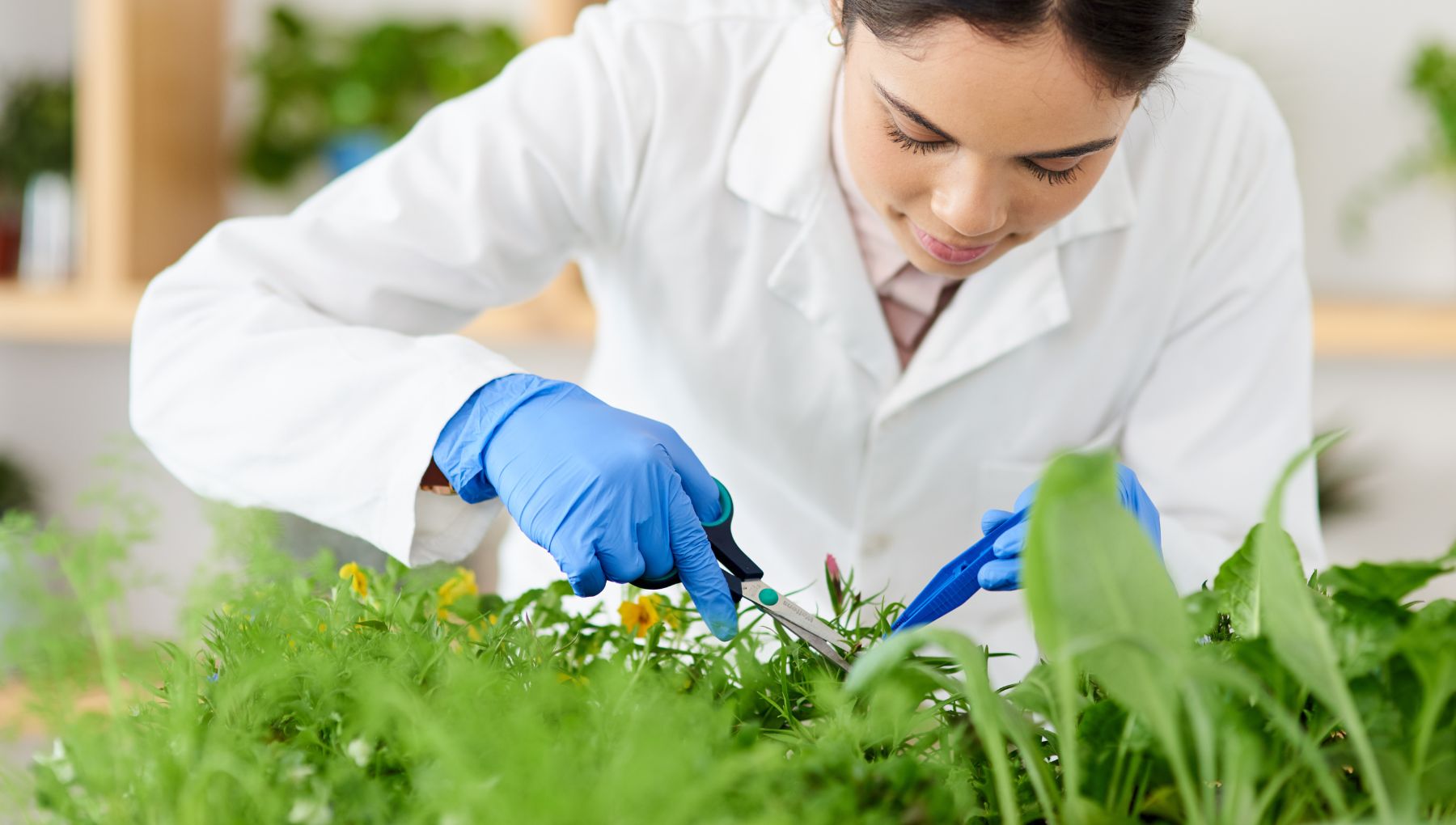 Vědec zkoumající rostliny a jejich vlastnosti