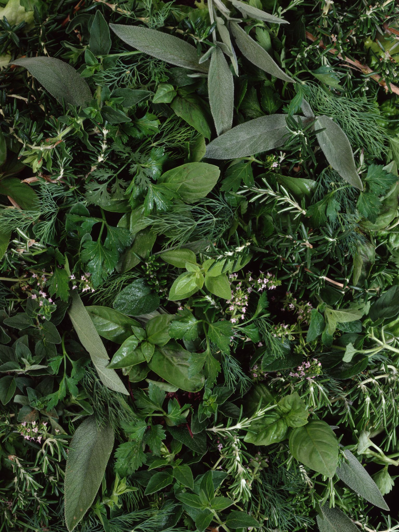 Léčivé byliny a rostliny