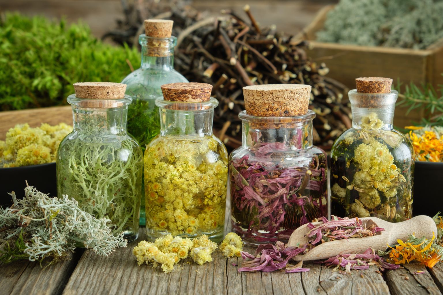 Léčivé rostliny