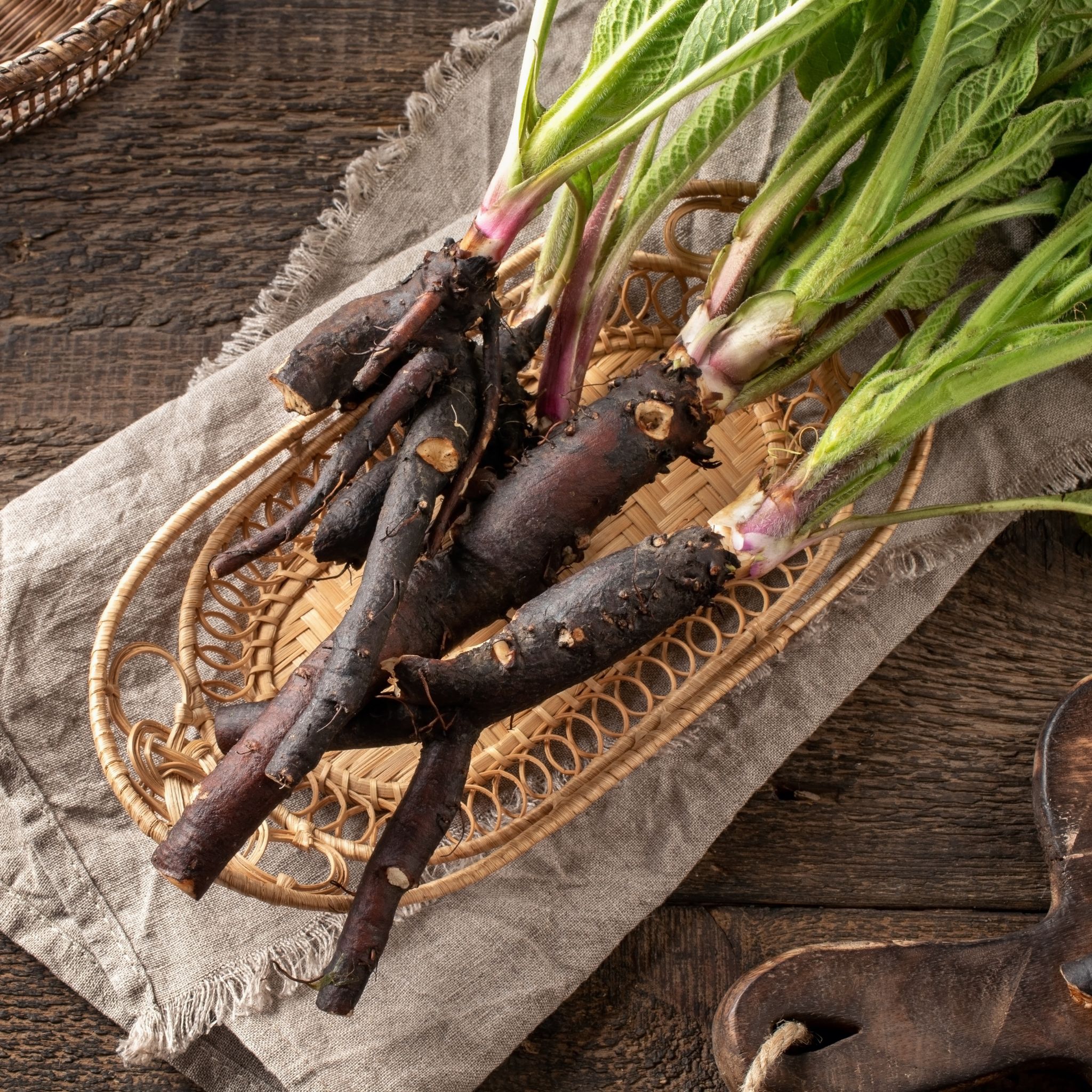 Liście i wykopane korzenie