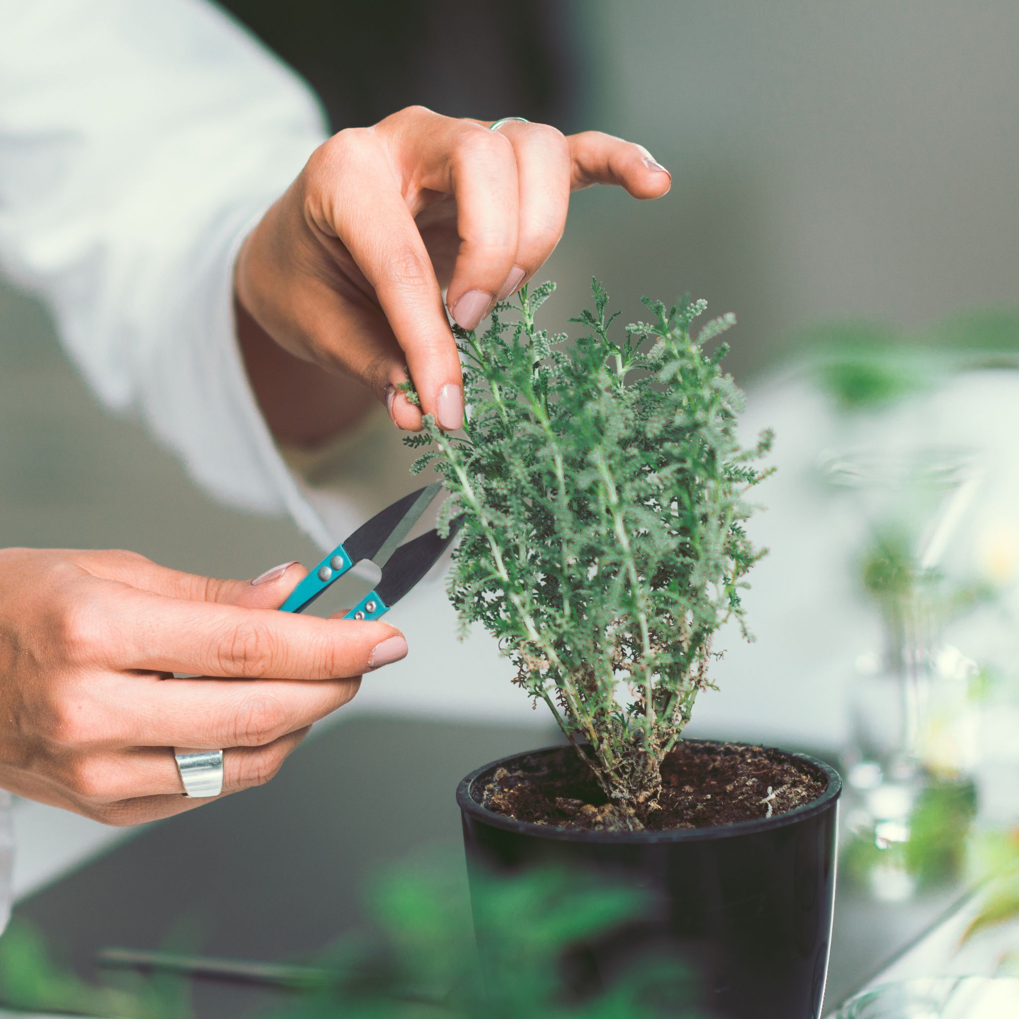 Odběr vzorku z rostliny k analýze