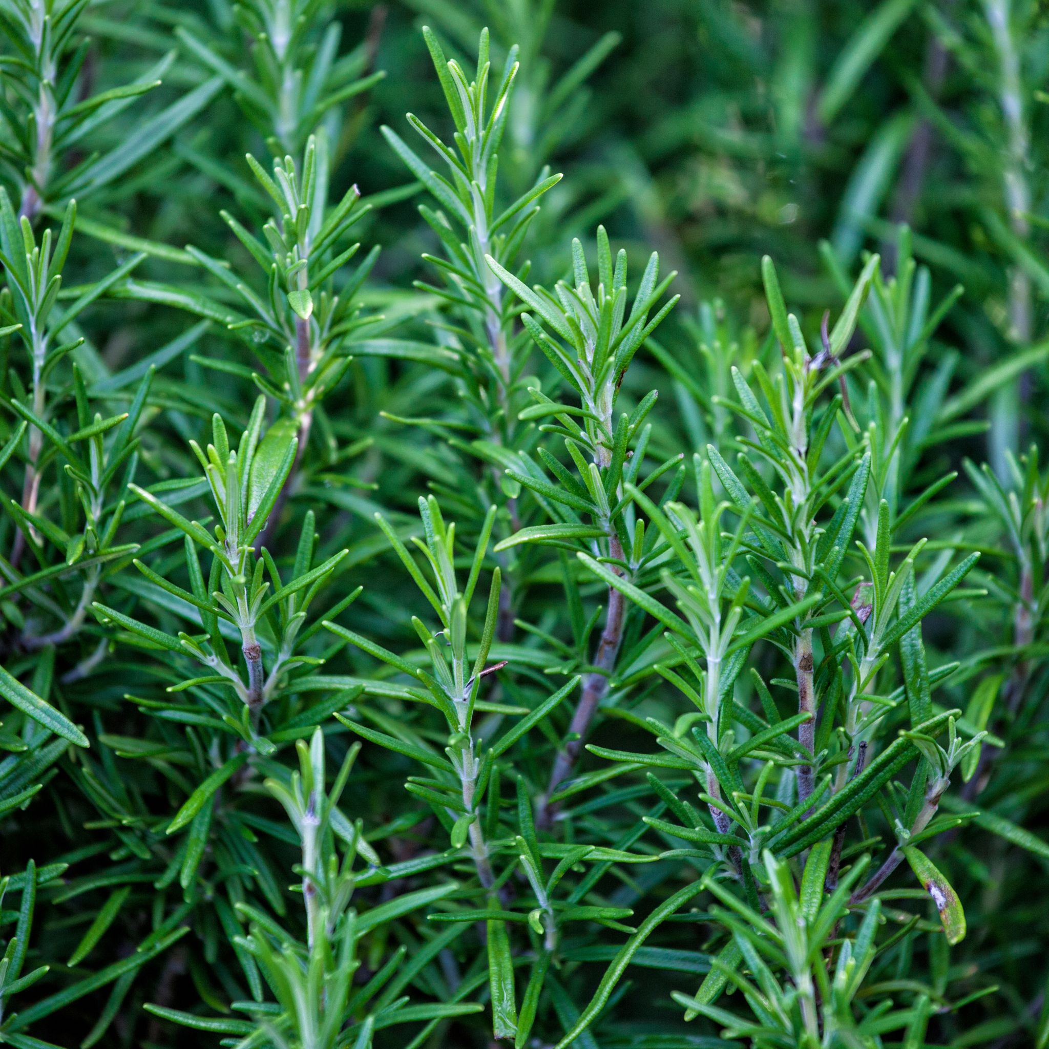 Rozmarýn v pěstování